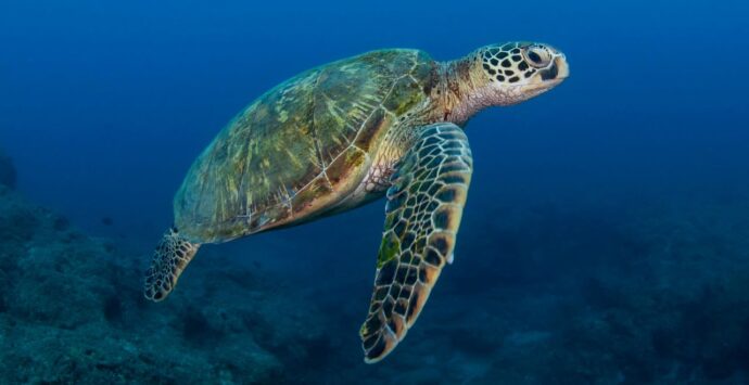 Santa Domenica, presentato il progetto Life Turtlenest a tutela delle tartarughe marine – Video