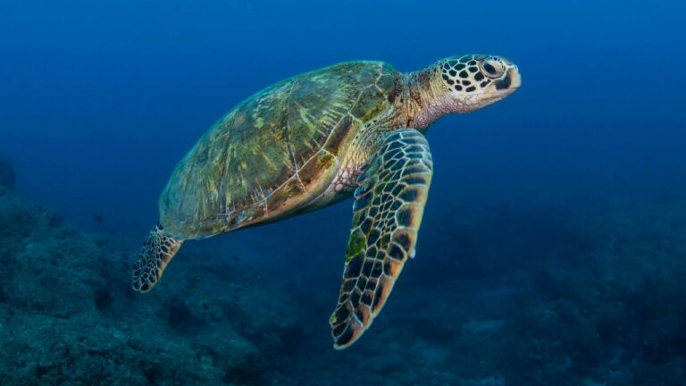 Santa Domenica, presentato il progetto Life Turtlenest a tutela delle tartarughe marine – Video