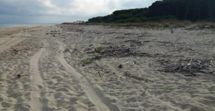 Rifiuti sulla spiaggia di Colamaio a Pizzo, la segnalazione: «Pulizia a metà, l’arenile e la pineta meritano decoro» -Foto