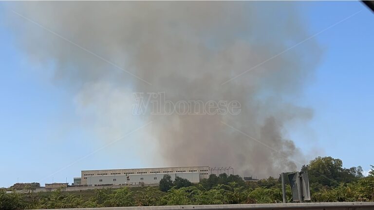 Vibo, incendio a ridosso della zona industriale: le fiamme minacciano un rifugio per cani – Foto