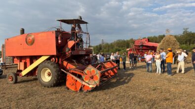 Maierato, la festa della trebbiatura è un inno alla cultura rurale del territorio: chiusa la VII edizione nel segno del grano antico Rosìa