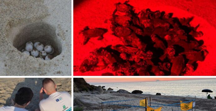 Ricadi, prima la scoperta del nido poi la schiusa: dalla spiaggia di Riaci 69 piccole tartarughe raggiungono il mare