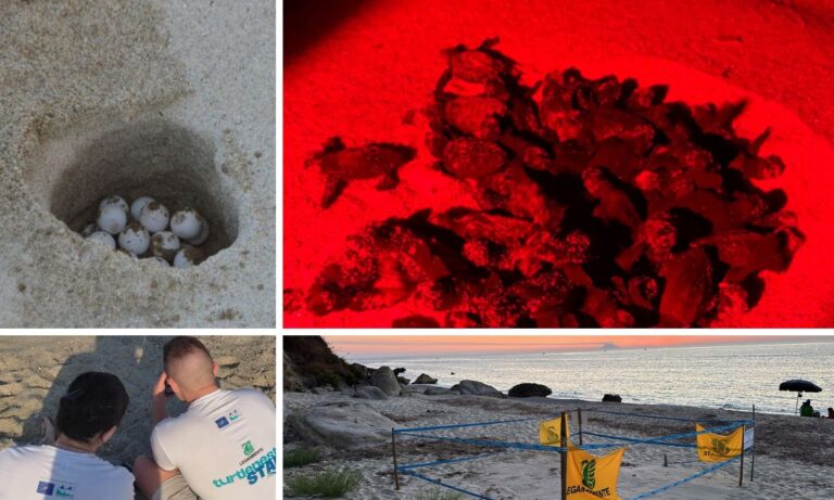 Ricadi, prima la scoperta del nido poi la schiusa: dalla spiaggia di Riaci 69 piccole tartarughe raggiungono il mare