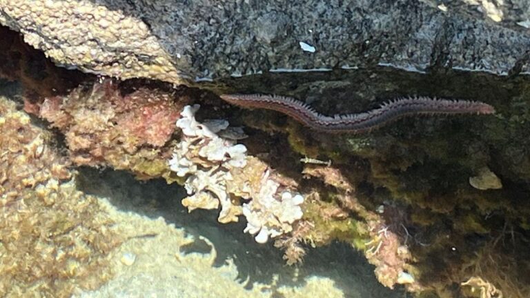 Da Tropea a Capo Vaticano crescono gli avvistamenti del vermocane: innocuo finché non viene toccato