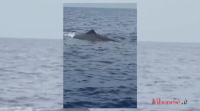 Il mare vibonese non smette di stupire, avvistato un capodoglio al largo di Zambrone -Video