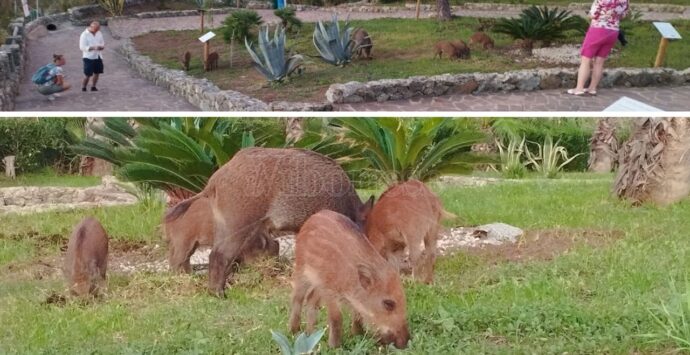 Capo Vaticano, il belvedere dei cannoni invaso da una famigliola di cinghiali