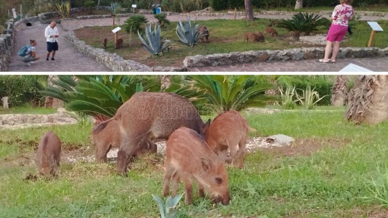 Capo Vaticano, il belvedere dei cannoni invaso da una famigliola di cinghiali