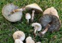 Funghi, comparsa anche nel Vibonese una nuova specie di origine tropicale: è tossica