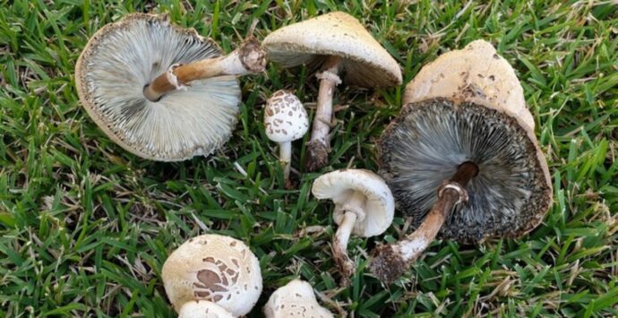 Funghi, comparsa anche nel Vibonese una nuova specie di origine tropicale: è tossica