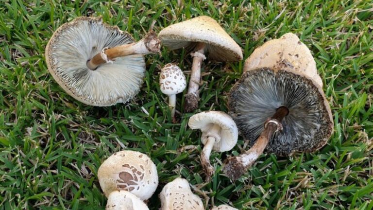 Funghi, comparsa anche nel Vibonese una nuova specie di origine tropicale: è tossica