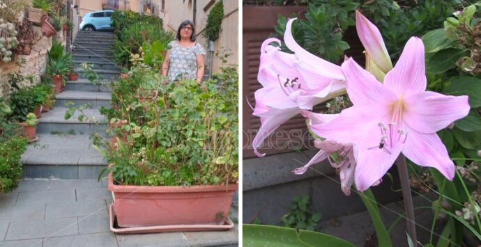 Il giardino della signora Melina che ha trasformato una scalinata del centro storico di Vibo in un’oasi verde – Video