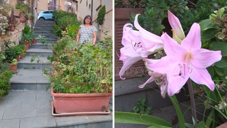 Il giardino della signora Melina che ha trasformato una scalinata del centro storico di Vibo in un’oasi verde – Video