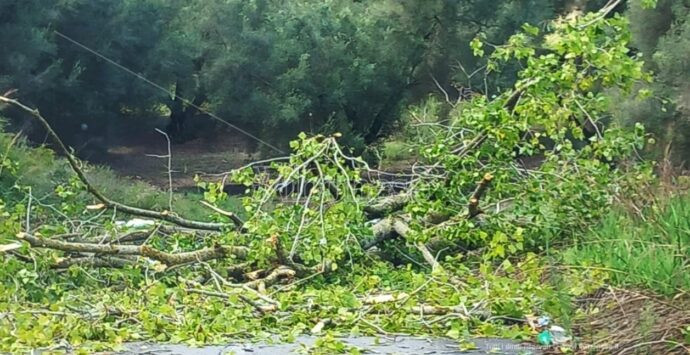 Maltempo e forti raffiche di vento, rami invadono la strada che da Vibo conduce a Cessaniti