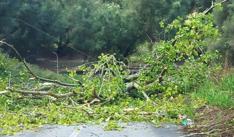 Maltempo e forti raffiche di vento, rami invadono la strada che da Vibo conduce a Cessaniti