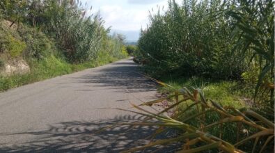 Mileto, il calvario degli automobilisti che percorrono la Sp 10 tra carcasse di cinghiali, buche e vegetazione in mezzo alla carreggiata