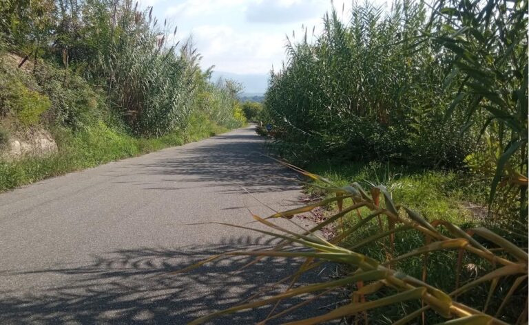 Mileto, il calvario degli automobilisti che percorrono la Sp 10 tra carcasse di cinghiali, buche e vegetazione in mezzo alla carreggiata