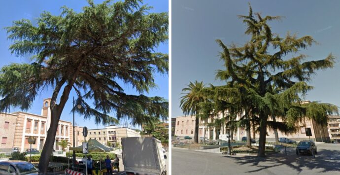 Vibo, a rischio uno dei cedri del Libano in piazza Martiri d’Ungheria. Il Comune: «Instabile, faremo di tutto per salvarlo»