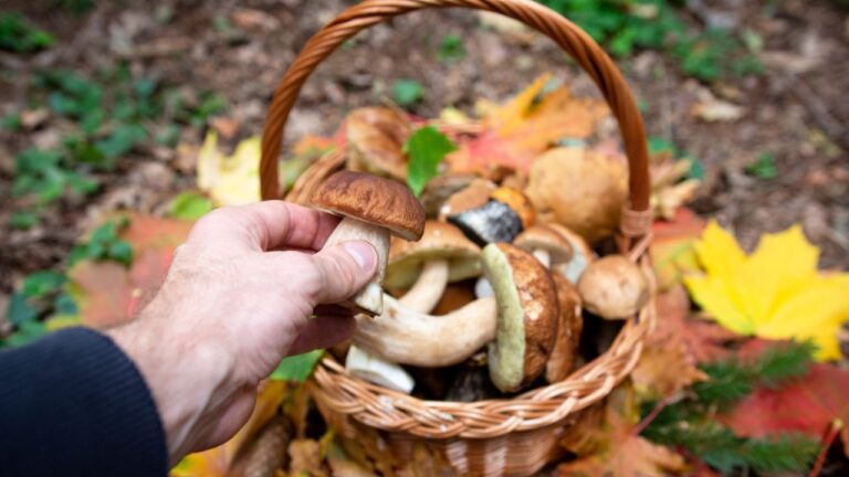 Tutto pronto a Serra per la XI edizione della Festa del fungo: due week-end all’insegna del gusto e della natura. Ecco il programma