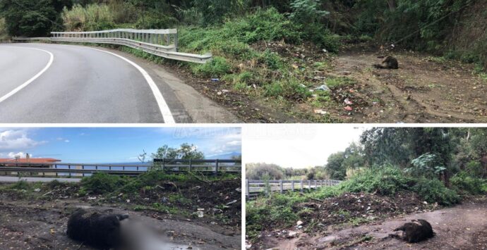 Ancora una carcassa di cinghiale sulle strade vibonesi, stavolta triste spettacolo lungo la statale 182 dopo San Pietro