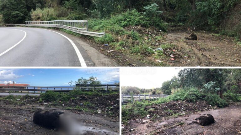 Ancora una carcassa di cinghiale sulle strade vibonesi, stavolta triste spettacolo lungo la statale 182 dopo San Pietro