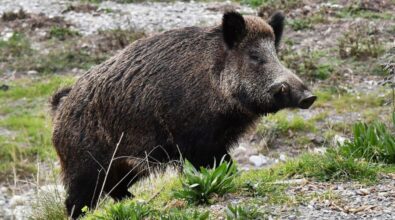 Ciclista attaccato da un cinghiale nel Vibonese, il suo racconto: «Gridavo, c’era sangue ovunque, potevo morire». Frattura del bacino e 35 giorni di prognosi