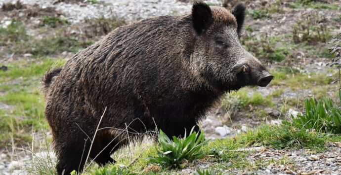 Ciclista attaccato da un cinghiale nel Vibonese, il suo racconto: «Gridavo, c’era sangue ovunque, potevo morire». Frattura del bacino e 35 giorni di prognosi