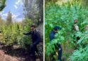 Coltivazione illegale di marijuana: sequestrate dai carabinieri oltre 2200 piante a Nardodipace occultate tra la vegetazione