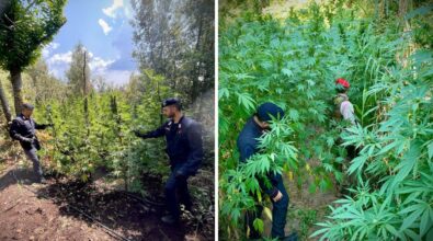 Coltivazione illegale di marijuana: sequestrate dai carabinieri oltre 2200 piante a Nardodipace occultate tra la vegetazione