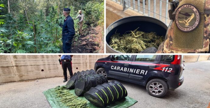 Nardodipace, individuati e sequestrati dai carabinieri 30 chili di cannabis indica dal valore complessivo di circa 60mila euro