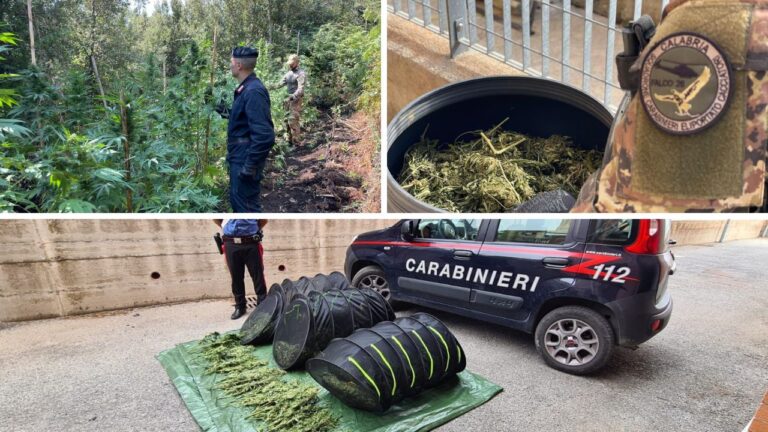 Nardodipace, individuati e sequestrati dai carabinieri 30 chili di cannabis indica dal valore complessivo di circa 60mila euro