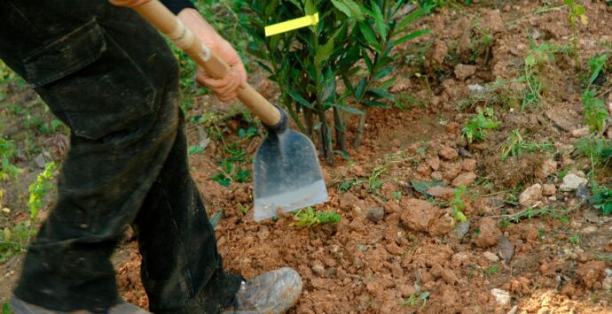 Ricadi, fu accusato dal vicino di distruggergli l’orto con i diserbanti: assolto in Tribunale a Vibo