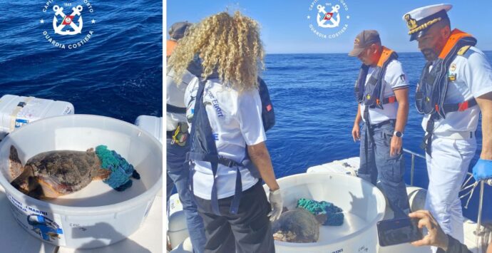 La tartaruga Luciana riprende il mare, era stata recuperata a Zambrone con l’esofago pieno di plastica