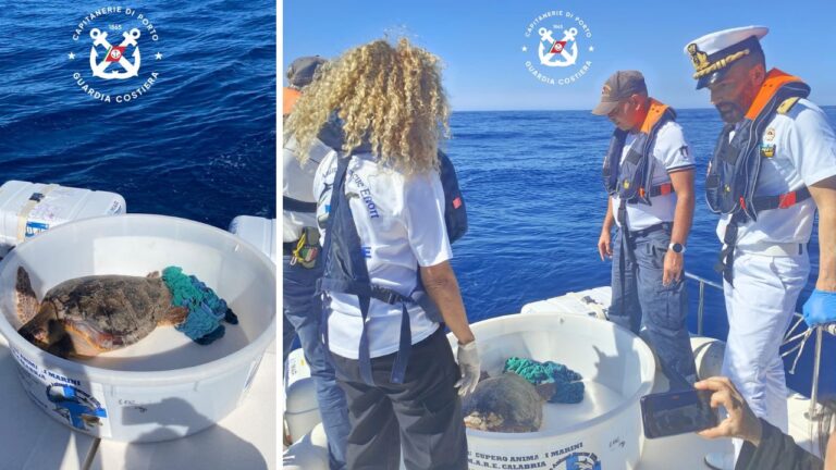 La tartaruga Luciana riprende il mare, era stata recuperata a Zambrone con l’esofago pieno di plastica