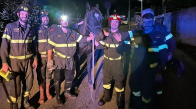 Tropea, un cavallo scivola nel torrente Vetrano: salvato dai vigili del fuoco con una gru – FOTO