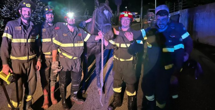 Tropea, un cavallo scivola nel torrente Vetrano: salvato dai vigili del fuoco con una gru – FOTO