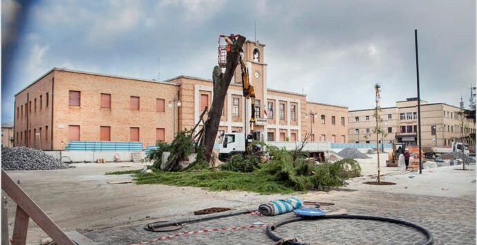 Vibo, abbattuto il cedro di piazza Martiri d’Ungheria. La reazione dei vibonesi: «Uno scempio, quanti ricordi spazzati via» 