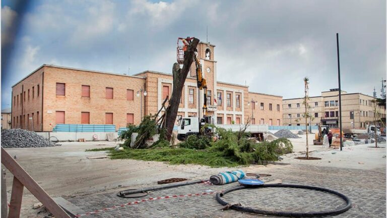 Vibo, abbattuto il cedro di piazza Martiri d’Ungheria. La reazione dei vibonesi: «Uno scempio, quanti ricordi spazzati via» 