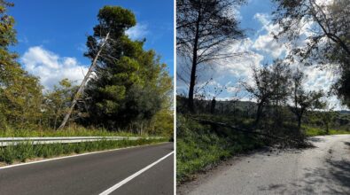 Albero crolla sulla statale 110, la denuncia: «Tronchi cadenti e rami secchi sono un pericolo per gli automobilisti, intervenire subito»