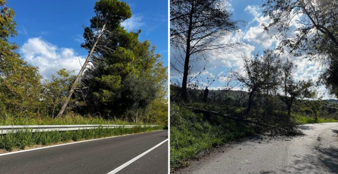 Albero crolla sulla statale 110, la denuncia: «Tronchi cadenti e rami secchi sono un pericolo per gli automobilisti, intervenire subito»