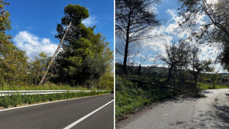 Albero crolla sulla statale 110, la denuncia: «Tronchi cadenti e rami secchi sono un pericolo per gli automobilisti, intervenire subito»