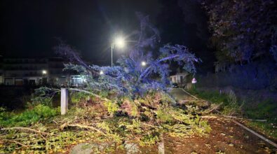 Tempesta di vento nel Vibonese, decine di interventi dei vigili del fuoco per alberi caduti e strade invase da rami e tronchi: disagi soprattutto sulle Serre