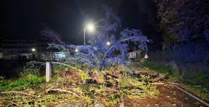 Tempesta di vento nel Vibonese, decine di interventi dei vigili del fuoco per alberi caduti e strade invase da rami e tronchi: disagi soprattutto sulle Serre