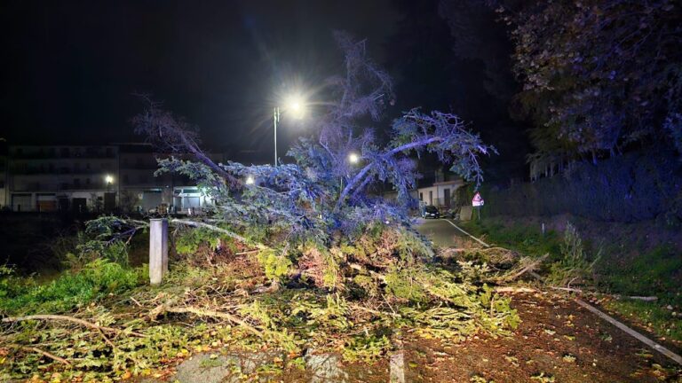 Tempesta di vento nel Vibonese, decine di interventi dei vigili del fuoco per alberi caduti e strade invase da rami e tronchi: disagi soprattutto sulle Serre