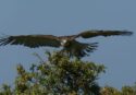 Liberata nell’oasi del Lago Angitola l’Aquila dei serpenti ritrovata sul ciglio di una strada