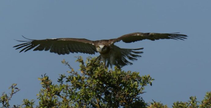 Liberata nell’oasi del Lago Angitola l’Aquila dei serpenti ritrovata sul ciglio di una strada