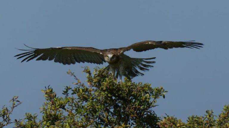 Liberata nell’oasi del Lago Angitola l’Aquila dei serpenti ritrovata sul ciglio di una strada