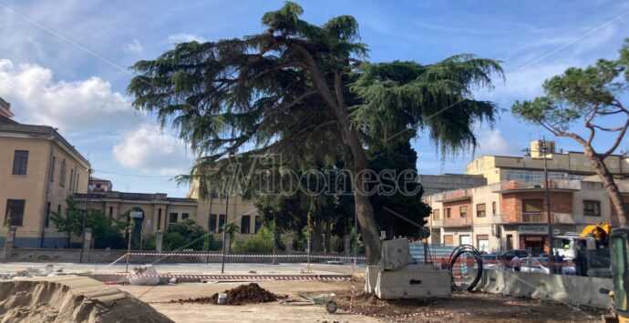 Vibo, uno dei due cedri del Libano di piazza Municipio sarà abbattuto. Il sindaco Romeo: «Atto doloroso, non c’è altra scelta» – VIDEO