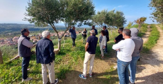 La promozione della Costa degli Dei passa anche attraverso l’olio d’oliva: a Ricadi buona la prima per il percorso sperimentale avviato con Arsac