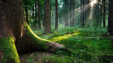 Dalla Regione 2,3 milioni per il ripristino ambientale in Calabria: al via il bando per la tutela del patrimonio naturale