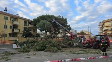 Vibo, cade un pino su viale Affaccio: sul posto vigili del fuoco e amministratori: «Ora verifiche su tutti gli alberi»